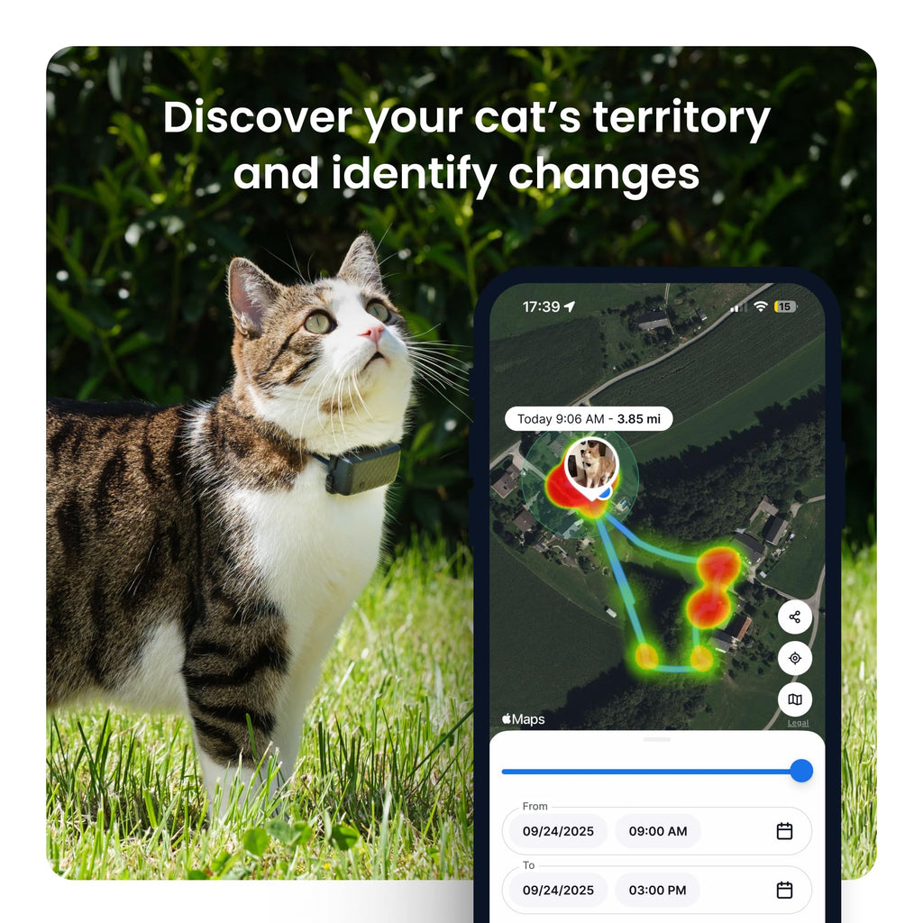 Cat GPS Tracker with Breakaway Collar F268432