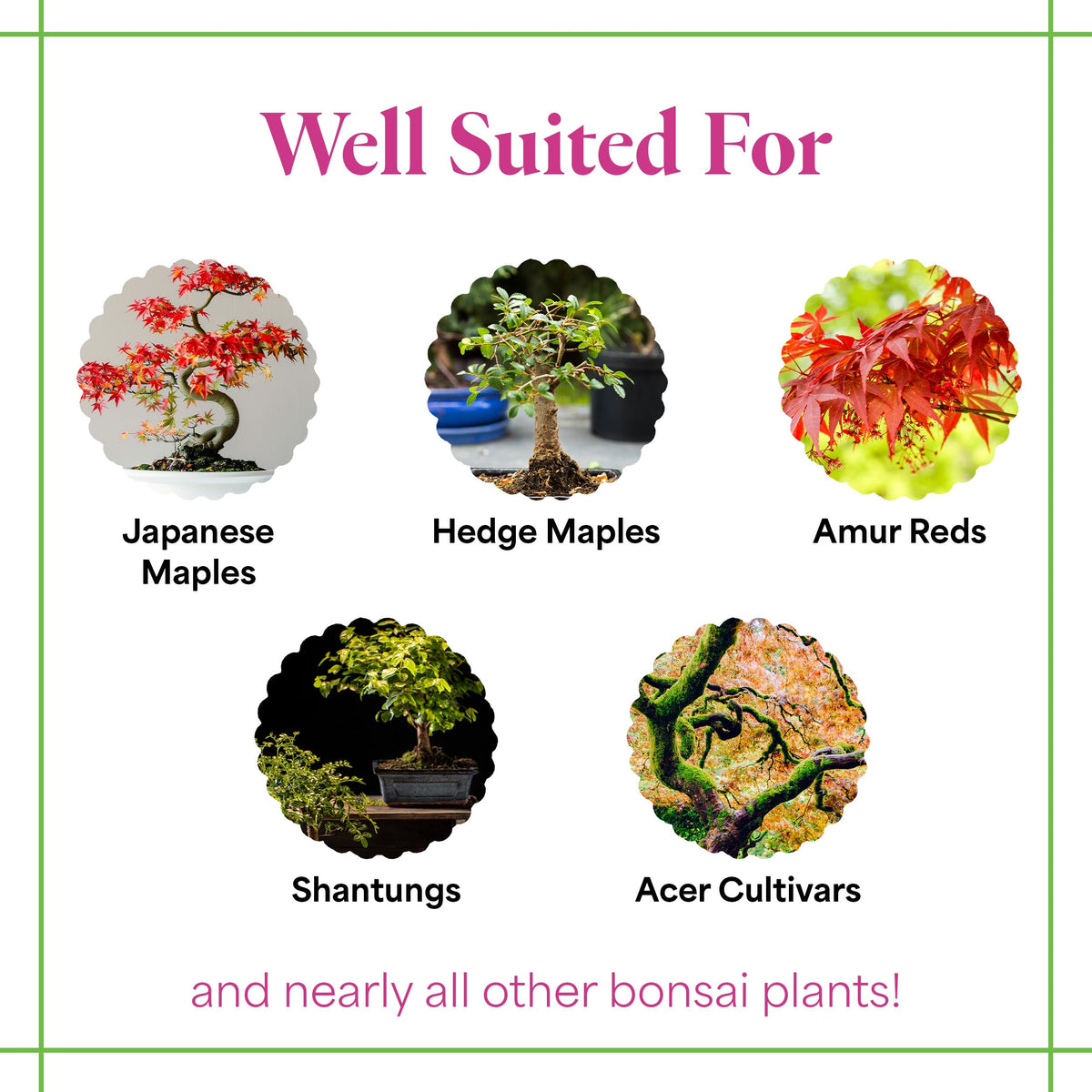 Organic Liquid Bonsai Fertilizer 8 oz Concentrate D5492