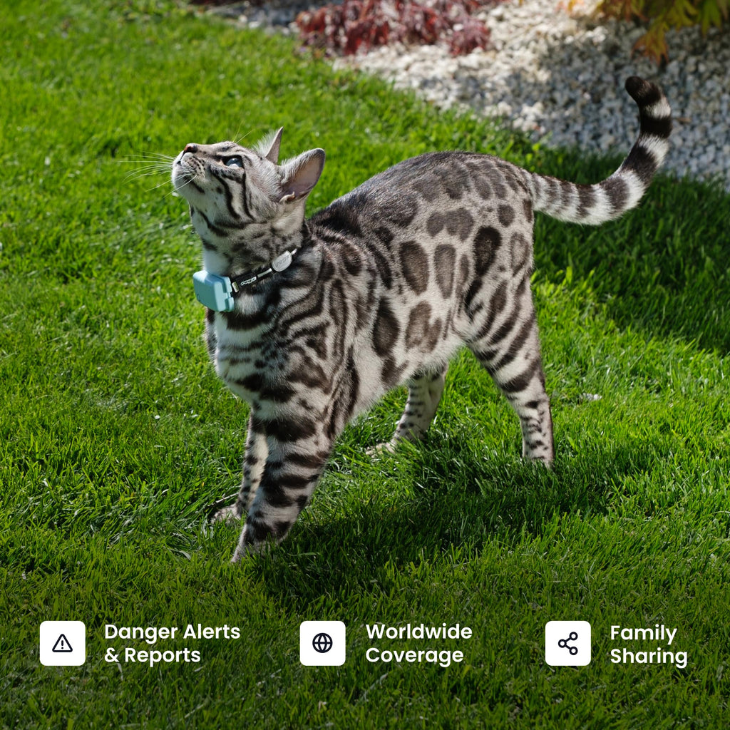 Cat GPS Tracker with Breakaway Collar F268432