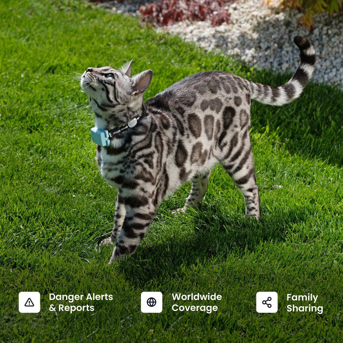 Cat GPS Tracker with Breakaway Collar F268432